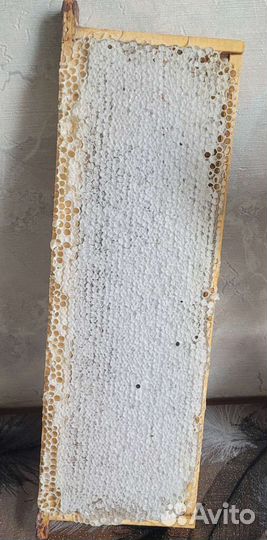 Мед 2023г разнотравье дягилевый соты подмор пыльца