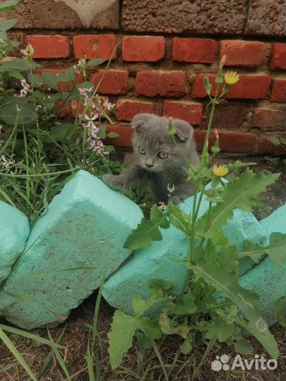 Британские котята