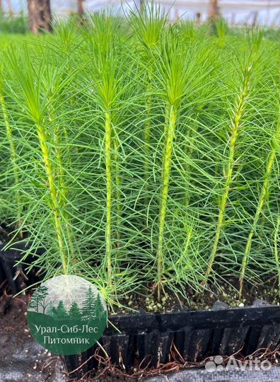 Сосна зкс окс сеянцы Ель Лиственница Голуб Горная