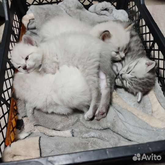 Котята в добрые руки