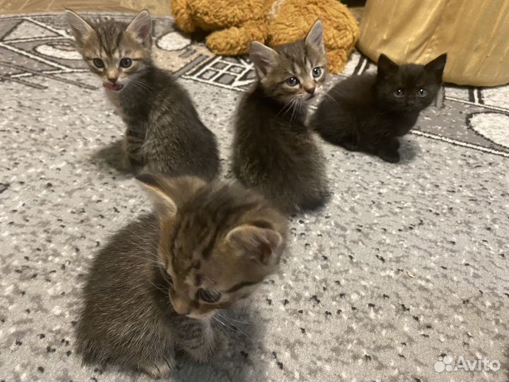 Котята помесь с бобтейлом