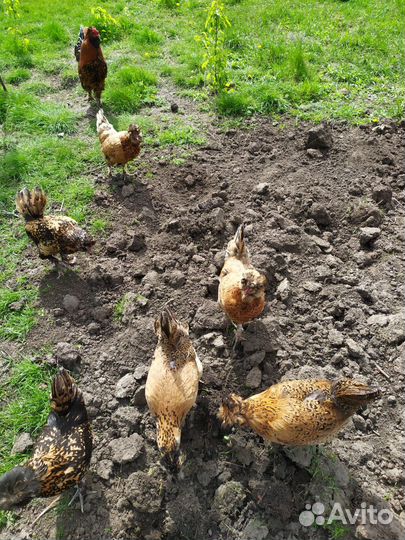 Яйцо инкубационное куры павловское золото