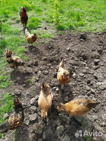 Яйцо инкубационное куры павловское золото