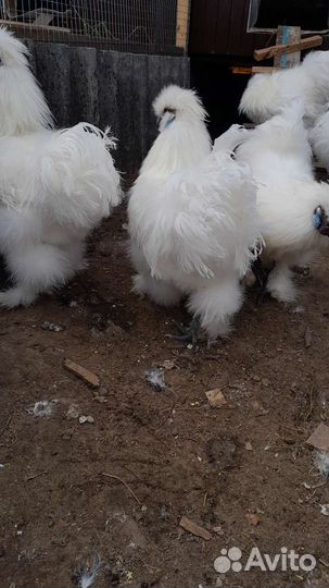 Петух китайский шелковый