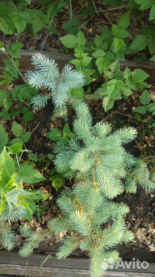 Голубая ель (саженцы)