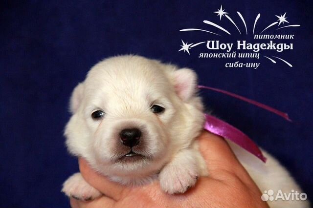 Щенки японского шпица в питомнике