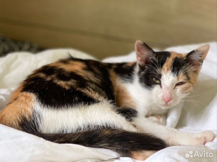 Кошки, коты и котята из приюта в дар