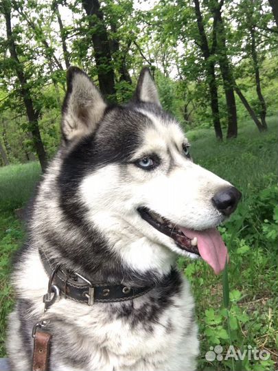 Хаски на вязку