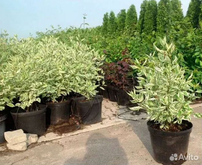 Дерен элегантиссима