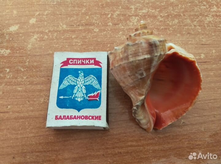 Ракушки Рапаны Лакированные
