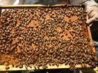 Семьи, Пчелы, кордован объявление продам