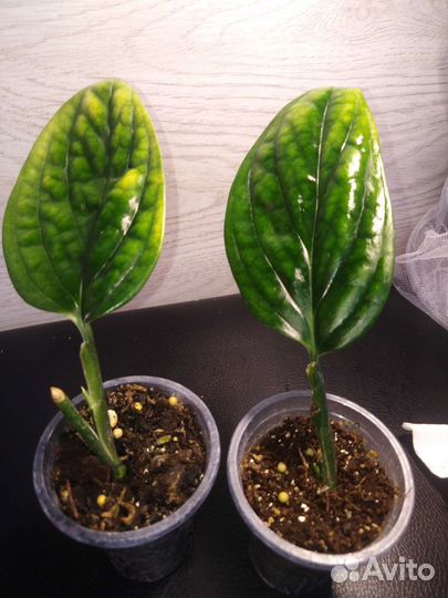 Эпипремнум, сциндапсус, филодендрон,сансевиерия