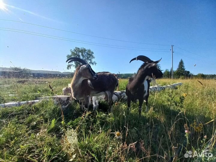 Козье молоко