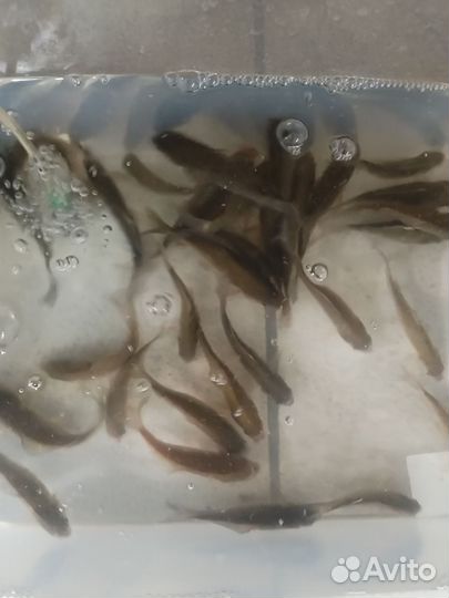 Живец для рыбалки