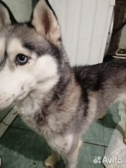 Хаски в добрые руки