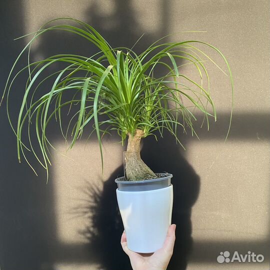 Пальма Нолина Бокарнея Рекурвата 15/50