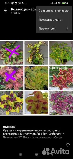 Черенки колеусов