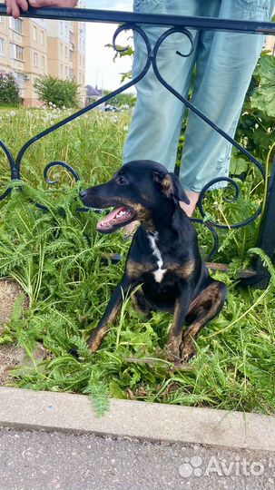 Мини доберман