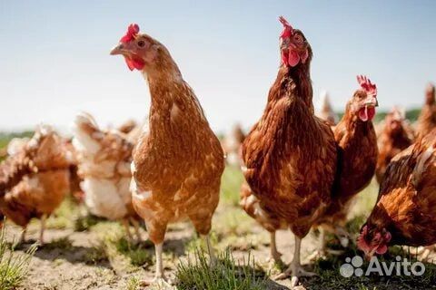 Куры молодки несушки