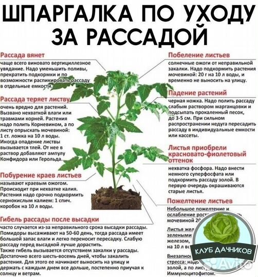 Рассада помидор, тыквы, кабачков, перец, капуста
