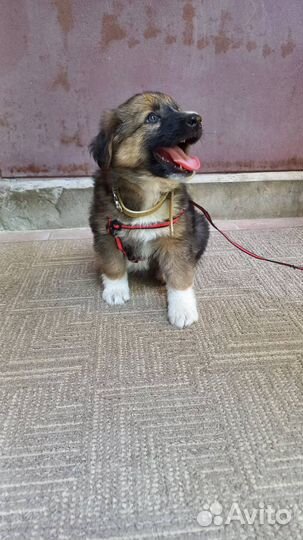 Щенок-мальчик, 2 мес в дар