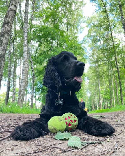 Услуги кинолога