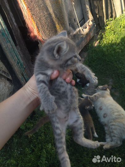 Отдам котят в добрые руки