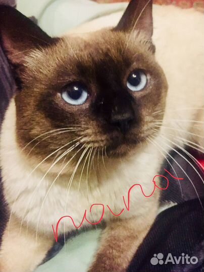 Тайские котята