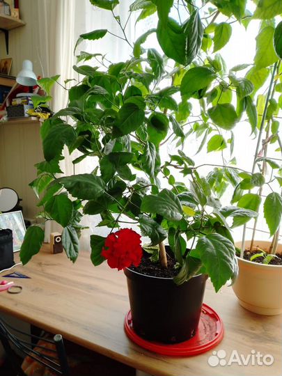 Гибискус китайская роза