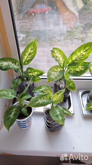 Комнатные цветы