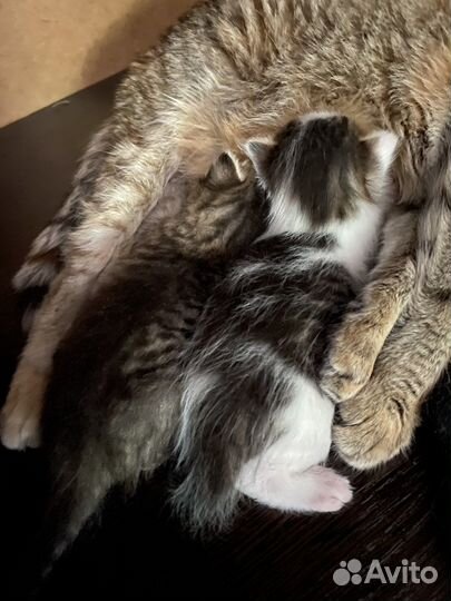 Котятки в добрые руки