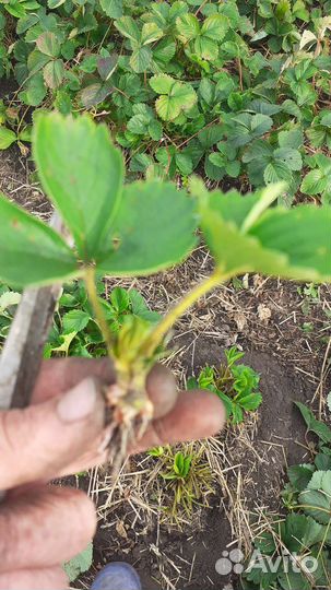 Усы клубники Хоней