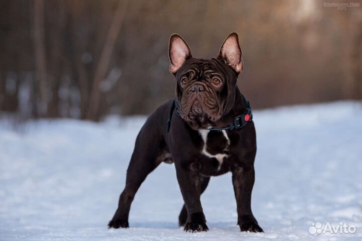 Французский бульдог кобель вязка