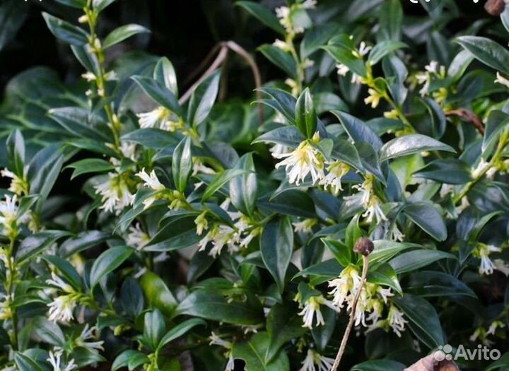 Саркококка малыши и взрослые кусты