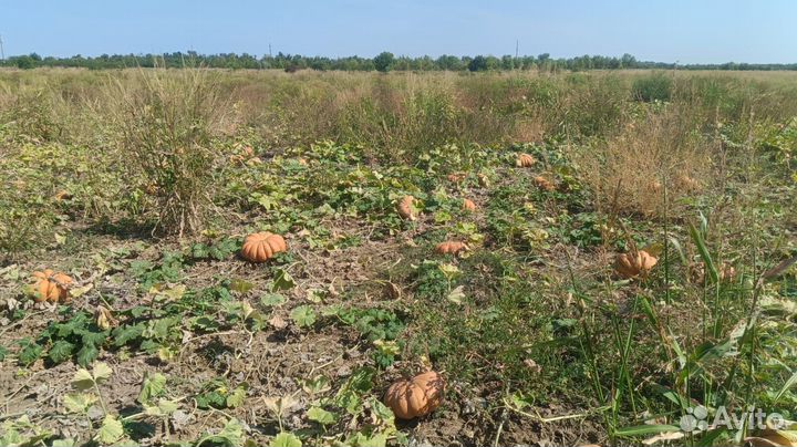 Тыква Мускат Праванс