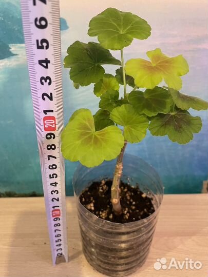 Пеларгония (герань)