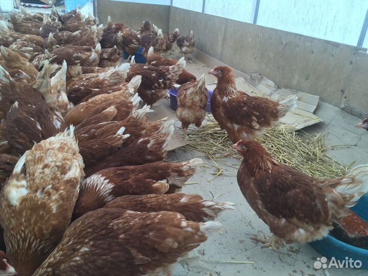 Красные белые и цветные