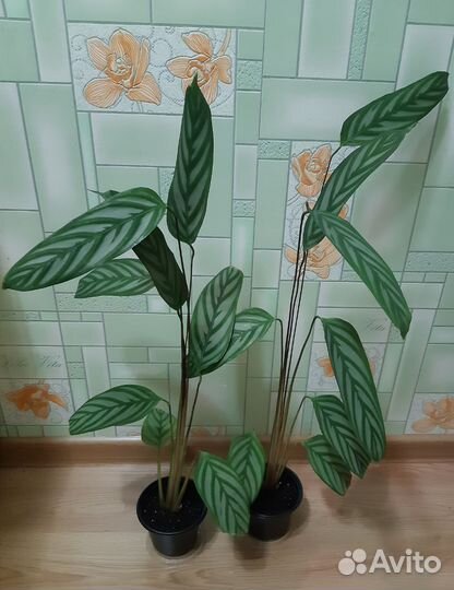 Ктенанта оппенгейма