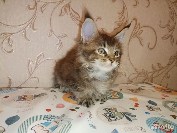 Котята мейн-кун