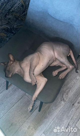 Донской сфинкс