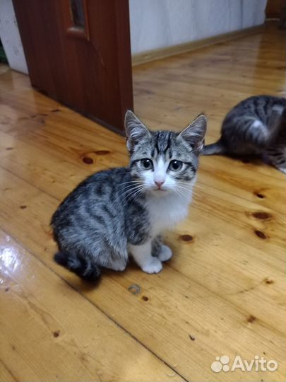 Котята