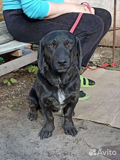 Собака в добрые руки