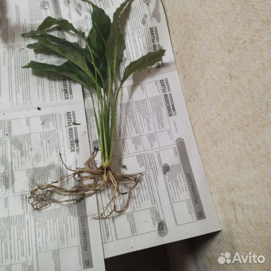 Спатифиллум