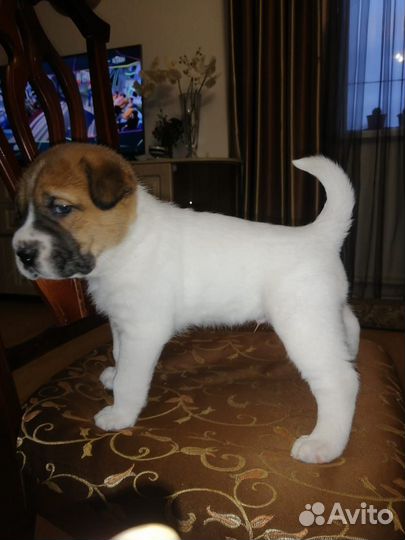 Щенки метисы в добрые руки