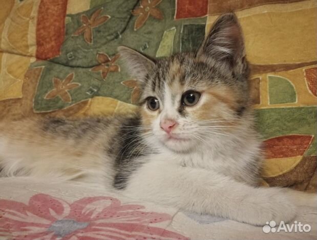 Малыши ищут семью