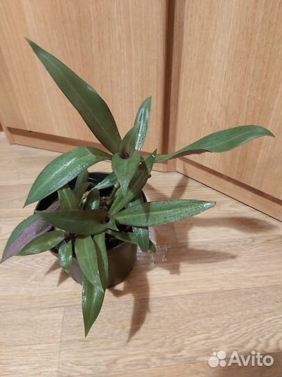 Традесканция рео