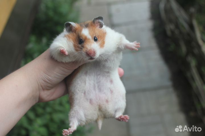 Сирийский хомяк самка