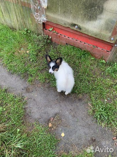 Щенок папийона(девочка)