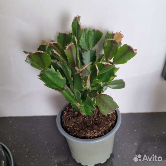 Декабрист шлюмбергера розовый