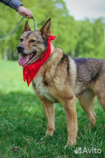 Отдам собаку в добрые руки